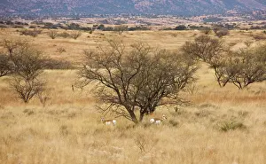 Antilocapra: Pronghorn Herd / Antelope / Prong Buck - in the