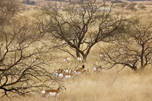 Antilocapra: Pronghorn Herd / Antelope / Prong Buck - in the