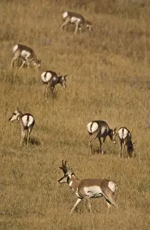 Antilocapra: Pronghorn herd on a hillside - Herd of Pronghorn