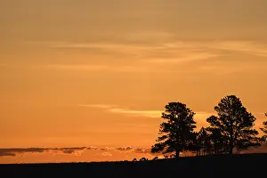 Antilocapra: Pronghorn herd at sunrise - Herd of Pronghorn on