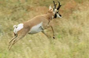 Antilocapra: PRONGHORN - LEAPING IN GRASS