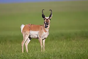 Antilocapra: Pronghorn - male / buck