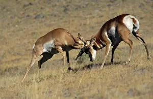 Antilocapra: Pronghorn - male fighting