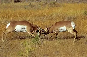 Antilocapra: Pronghorn - males fighting