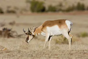 Antilocapra: Pronghorn - on plains in New Mexico