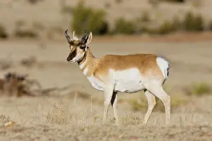 Pronghorn: Pronghorn - on plains in New Mexico