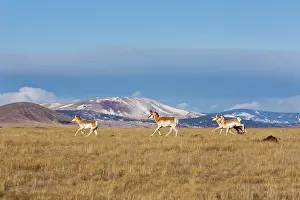 Pronghorn: Pronghorn - on plains in New Mexico