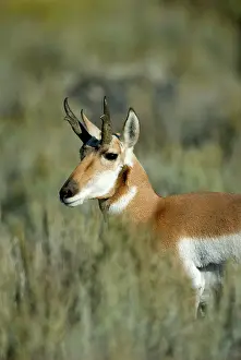 Antilocapra: Pronghorn - Portrait, close up of head