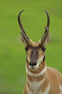 Antilocapra: Pronghorn / Prong Buck / Pronghorn Antelope