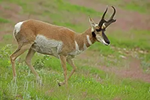Antilocapra: Pronghorn / Prong Buck / Pronghorn Antelope