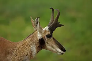 Antilocapra: Pronghorn / Prong Buck / Pronghorn Antelope
