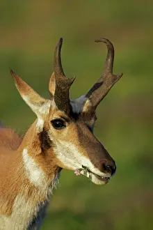Antilocapra: Pronghorn / Prong Buck / Pronghorn Antelope