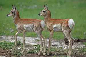 Antilocapra: Pronghorn / Prong Buck / Pronghorn Antelope - young