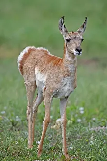 Antilocapra: Pronghorn / Prong Buck / Pronghorn Antelope - young