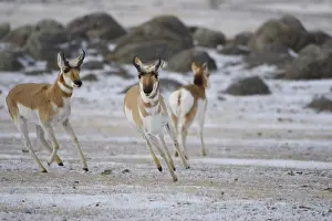 Antilocapra: Pronghorn in snow - Pronghorn galloping in snow