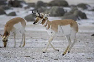B Moose Peterson: Pronghorn in snow - Pronghorn galloping in snow
