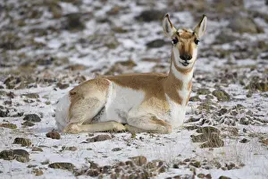 Antilocapra: Pronghorn in snow - Pronghorn laying in snow - Custer