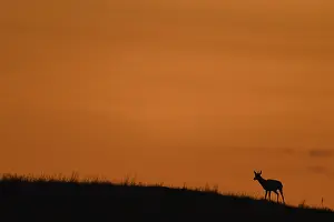 Antilocapra: Pronghorn at sunrise - Lone Pronghorn on a ridge