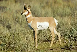 Antilocapra: Pronghorn - Side view standing looking left