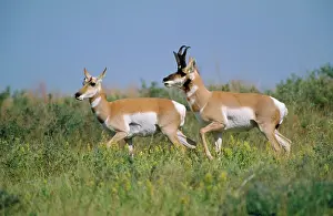Antilocapra: PRONGHORN X2 RUNNING IN GRASS