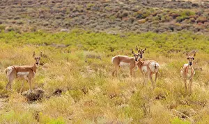 Antilocapra: Pronghorns / Pronghorn Antelope
