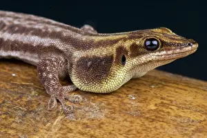 Dewlap: Pronk's day gecko (Phelsuma pronki), Madagascar
