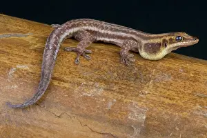 Dewlap: Pronk's day gecko (Phelsuma pronki), Madagascar