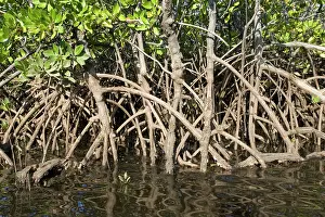 Rhizophora: Prop roots of Red mangroves along coastline