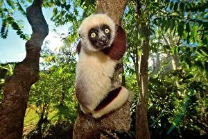 Propithecus: Propithecus verreauxi Indriidae