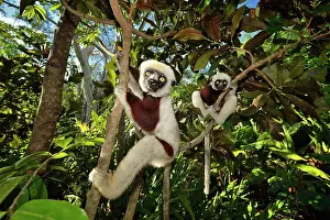 Propithecus: Propithecus verreauxi Indriidae