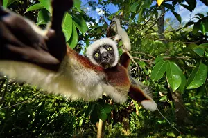 Propithecus: Propithecus verreauxi Propithecus