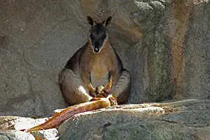 Wallaby: Proserpine Rock Wallaby