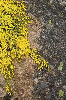 Broom: Prostrate Broom
