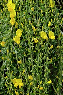 Broom: Prostrate Broom