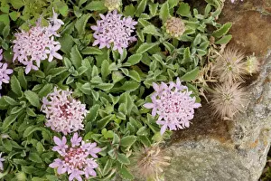 Prostrate: A prostrate scabious