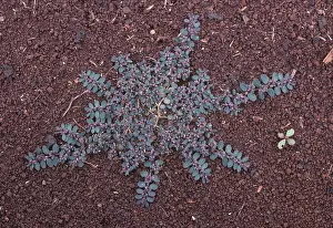 Weed: Prostrate spurge