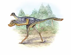 Ancestor: Protarchaeopteryx robusta