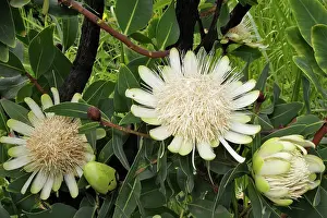 Proteas: Protea