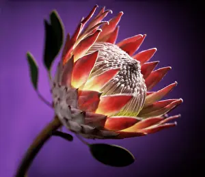 Protea: Protea