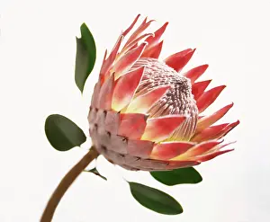 Protea: Protea