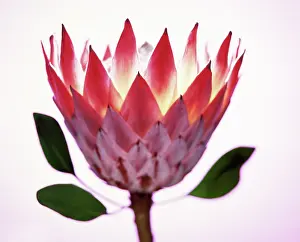 Protea: Protea