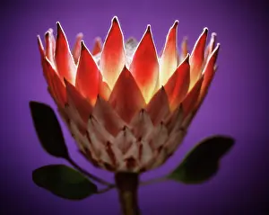 Protea: Protea