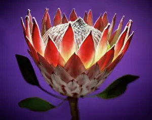 Protea: Protea