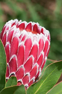 Flowerhead: Protea