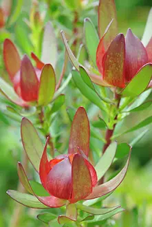 Leucadendron: Protea