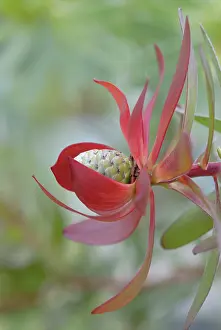 Leucadendron: Protea