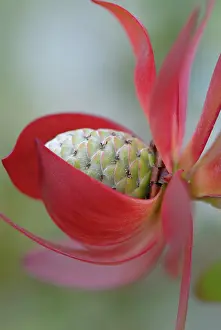 Leucadendron: Protea