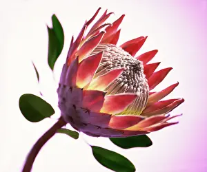 Protea: Protea