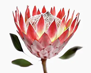 Protea: Protea