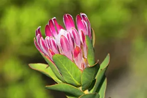 Proteas: Protea compacta